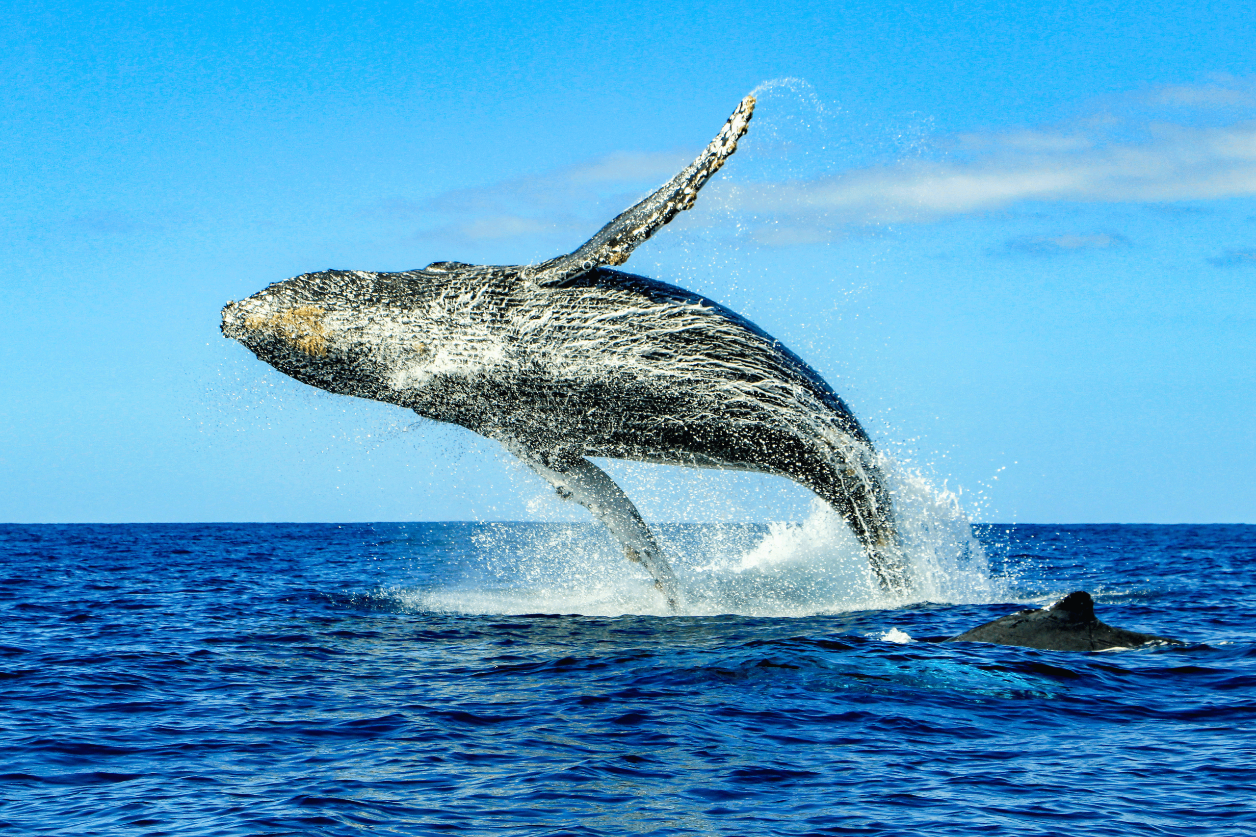Whale breaching or whale Watching in cabo,