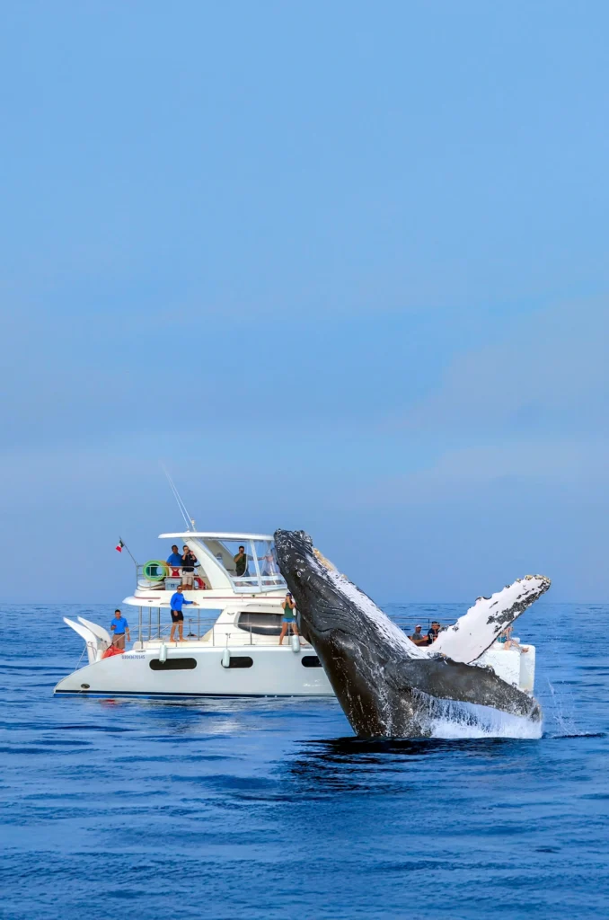 Whales & Wildlife