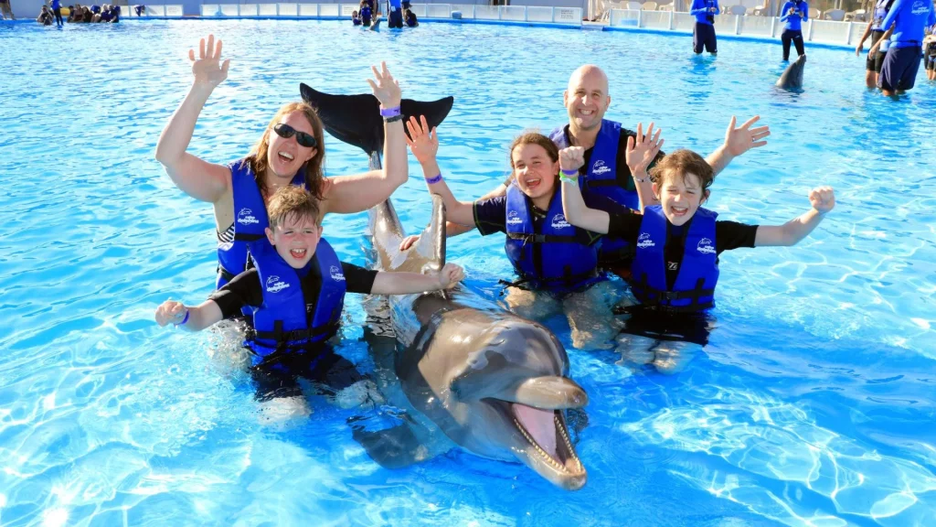 Dolphin Swim